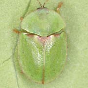 Cassida seladonia (5.5–7.5 mm)