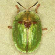 Cassida stigmatica (5.5–6 mm)