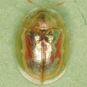 Cassida subreticulata (4–5 mm)