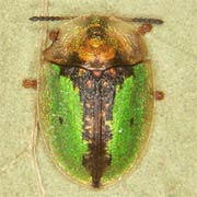 Cassida vibex (5.5–7 mm)