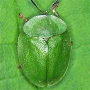 Cassida viridis (8.5–10 mm)