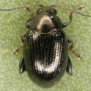 Chaetocnema concinna (1.8–2.4 mm)