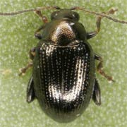 Chaetocnema concinna (1.8–2.4 mm)