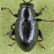 Chaetocnema subcoerulea (1.5–2.3 mm)