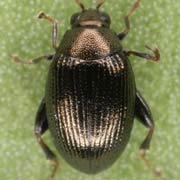 Chaetocnema tibialis (1.5–2 mm)