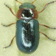 Cheilotoma musciformis (3–5 mm)