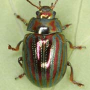 Chrysolina americana (6–8 mm)