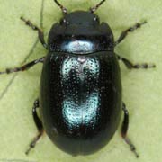 Chrysolina analis (3.5–6.5 mm)