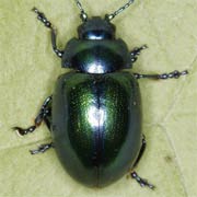 Chrysolina coerulans (6–9 mm)