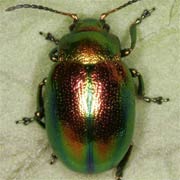 Chrysolina fastuosa (5–6 mm)