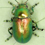 Chrysolina graminis (7–11 mm)