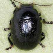 Chrysolina haemoptera (5–9 mm)