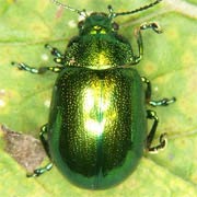 Chrysolina herbacea (8–11 mm)