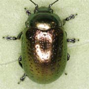 Chrysolina hyperici (5–7 mm)