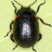 Chrysolina kuesteri (7–10 mm)