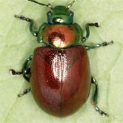 Chrysolina polita (6.5–8.5 mm)