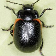 Chrysolina sanguinolenta (6–9 mm)