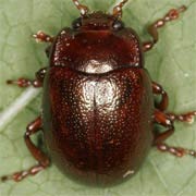 Chrysolina staphylaea (6–9 mm)