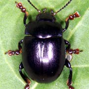 Chrysolina sturmi (6–10 mm)