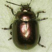 Chrysolina varians (4.5–6 mm)