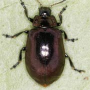 Chrysomela cuprea (7–10 mm)