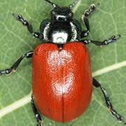 Chrysomela tremulae (6–10 mm)