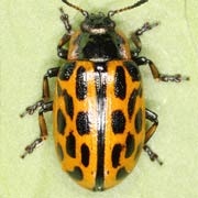 Chrysomela vigintipunctata (6.5–8.5 mm)