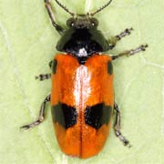 Clytra laeviuscula (7–11 mm)