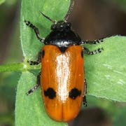 Clytra quadripunctata (7–11 mm)