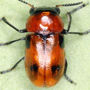 Coptocephala rubicunda (4.5–6 mm)