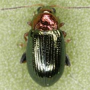 Crepidodera aurata (2.5–3.5 mm)