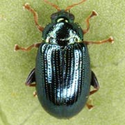 Crepidodera aurea (2.5–3.8 mm)