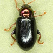 Crepidodera nitidula (3–4 mm)