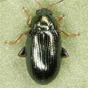 Crepidodera plutus (2.5–3.3 mm)