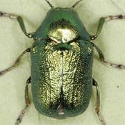 Cryptocephalus aureolus (6–7 mm)