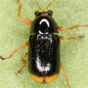 Cryptocephalus chrysopus (2–3.5 mm)