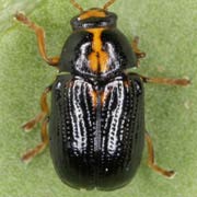 Cryptocephalus decemmaculatus