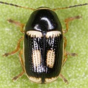 Cryptocephalus elegantulus (1.5–2.5 mm)