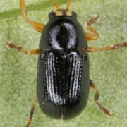 Cryptocephalus exiguus (2–2.5 mm)