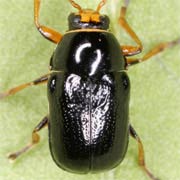 Cryptocephalus flavipes (3–5.5 mm)