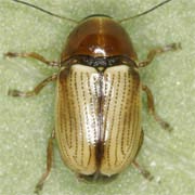 Cryptocephalus fulvus (2–3 mm)