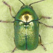 Cryptocephalus hypochaeridis (4.4–5.5 mm)