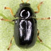 Cryptocephalus labiatus (2–2.8 mm)