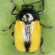 Cryptocephalus marginatus (3.5–5 mm)