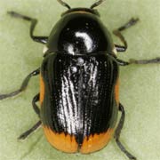 Cryptocephalus moraei (3–5 mm)