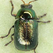 Cryptocephalus nitidulus (3.5–5 mm)