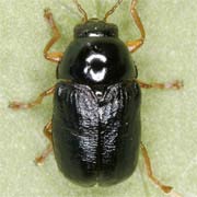 Cryptocephalus nitidus (3.5–5 mm)