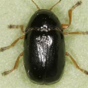 Cryptocephalus ocellatus (3–4 mm)