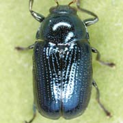 Cryptocephalus parvulus (3–4.5 mm)