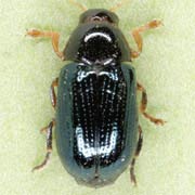 Cryptocephalus punctiger (2.5–3.5 mm)